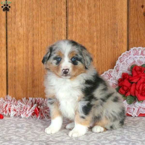 Poppy, Miniature Australian Shepherd Puppy