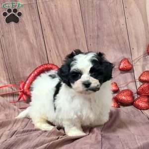 Poppy, Teddy Bear Puppy