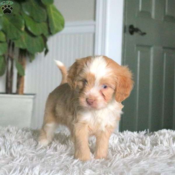 Poppy, Cavapoo Puppy