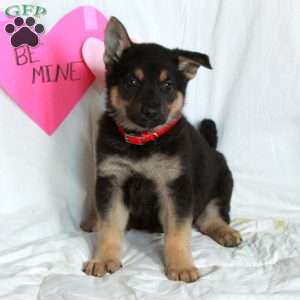 Poppy, German Shepherd Puppy