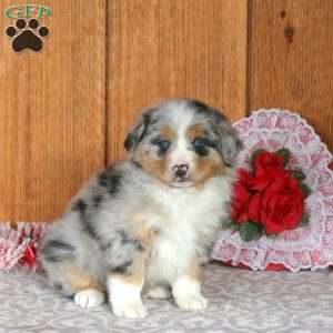Poppy, Miniature Australian Shepherd Puppy