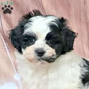 Poppy, Teddy Bear Puppy