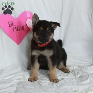 Poppy, German Shepherd Puppy