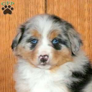 Poppy, Miniature Australian Shepherd Puppy