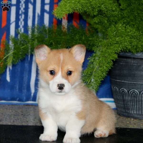 Poppy, Pembroke Welsh Corgi Puppy