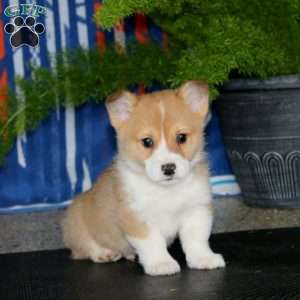 Poppy, Pembroke Welsh Corgi Puppy