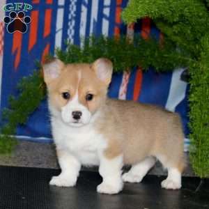 Poppy, Pembroke Welsh Corgi Puppy