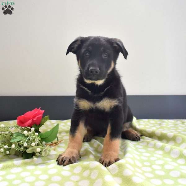 Porter, German Shepherd Puppy