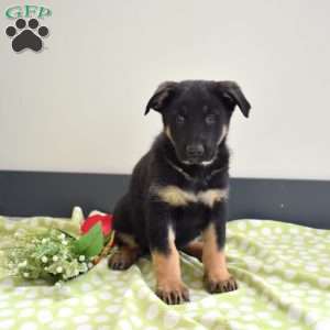 Porter, German Shepherd Puppy