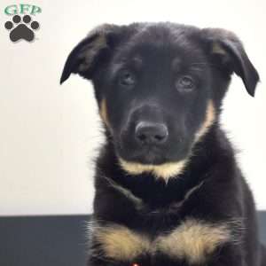 Porter, German Shepherd Puppy