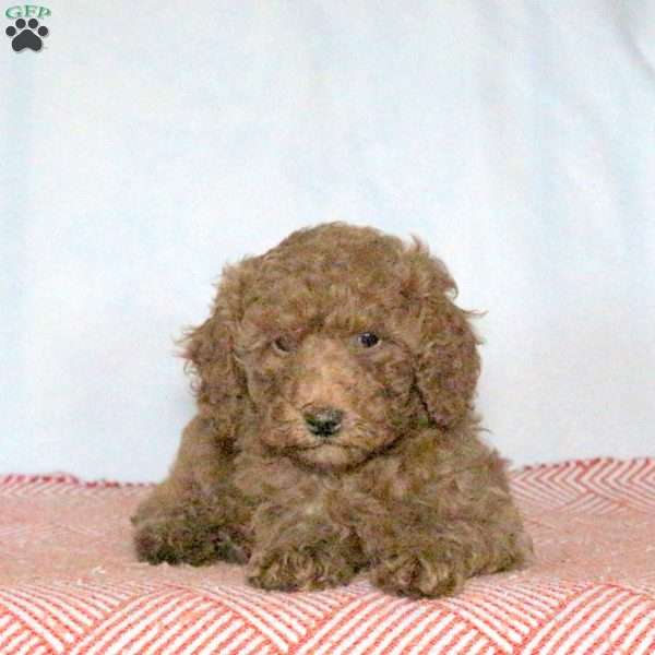 Portia, Miniature Poodle Puppy