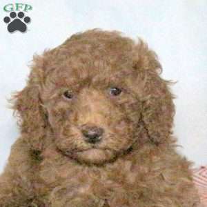 Portia, Miniature Poodle Puppy
