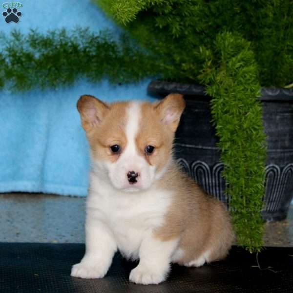 Posie, Pembroke Welsh Corgi Puppy