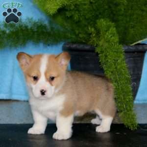 Posie, Pembroke Welsh Corgi Puppy