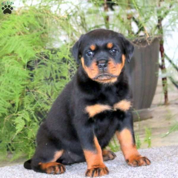 Precious, Rottweiler Puppy