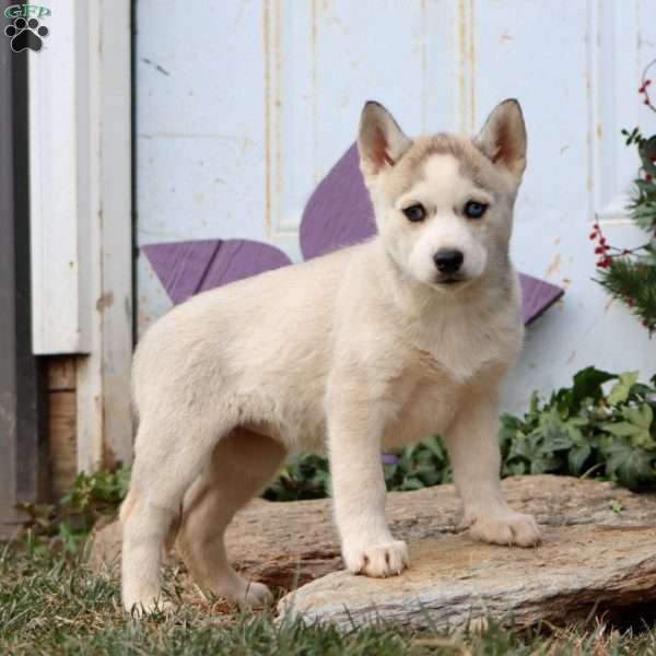 Precious, Siberian Husky Puppy