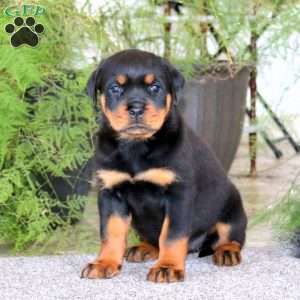 Precious, Rottweiler Puppy