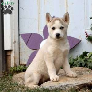 Precious, Siberian Husky Puppy