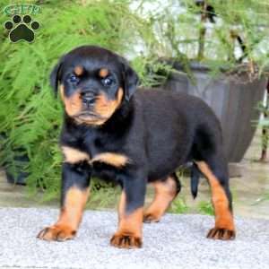 Precious, Rottweiler Puppy