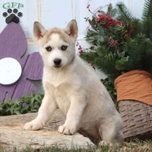 Precious, Siberian Husky Puppy