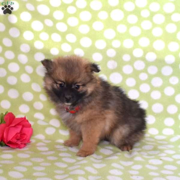 Pretzel, Pomeranian Puppy