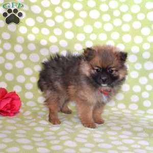 Pretzel, Pomeranian Puppy