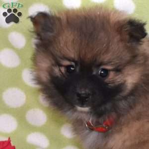 Pretzel, Pomeranian Puppy