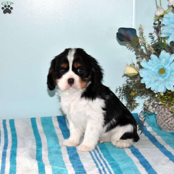 Prince, Cavalier King Charles Spaniel Puppy