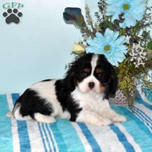 Prince, Cavalier King Charles Spaniel Puppy