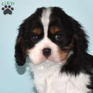 Prince, Cavalier King Charles Spaniel Puppy