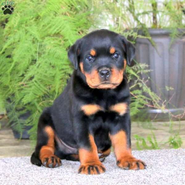Prince, Rottweiler Puppy