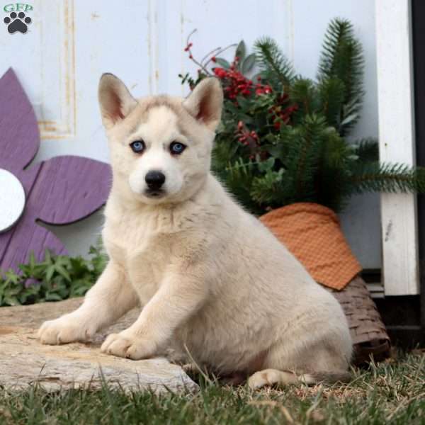 Prince, Siberian Husky Puppy