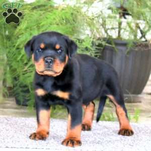 Prince, Rottweiler Puppy