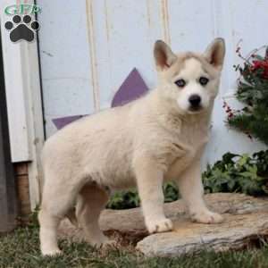 Prince, Siberian Husky Puppy
