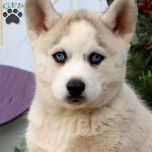 Prince, Siberian Husky Puppy