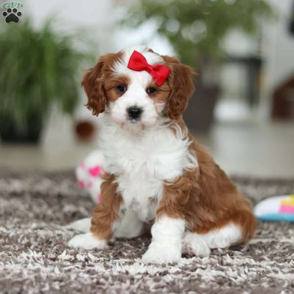 Princess, Cavapoo Puppy
