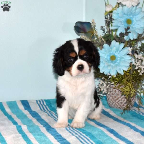 Princess, Cavalier King Charles Spaniel Puppy