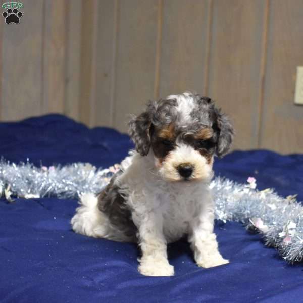 Princess, Cockapoo Puppy