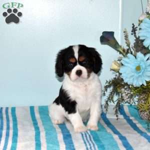 Princess, Cavalier King Charles Spaniel Puppy