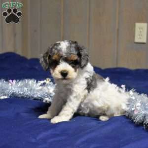 Princess, Cockapoo Puppy