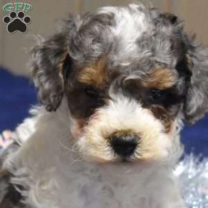 Princess, Cockapoo Puppy