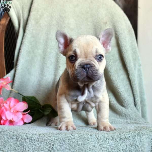 Pringles, French Bulldog Puppy