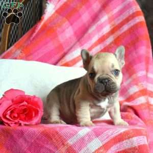 Pringles, French Bulldog Puppy