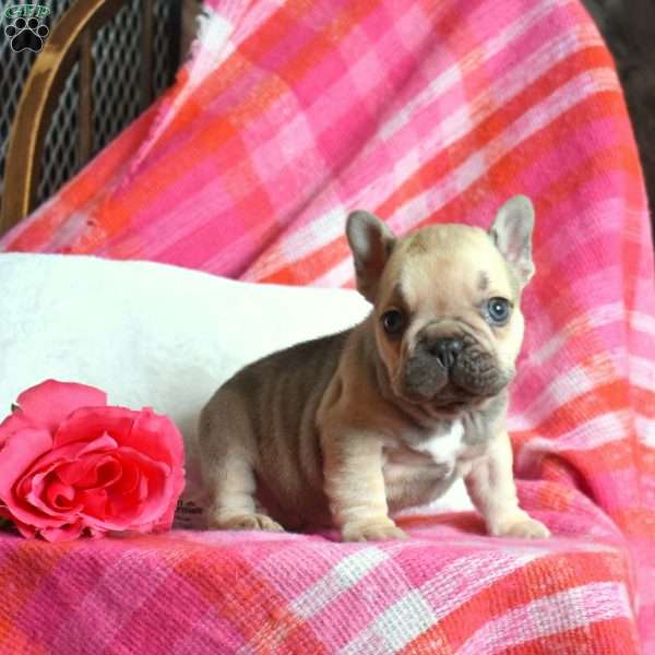 Pringles, French Bulldog Puppy