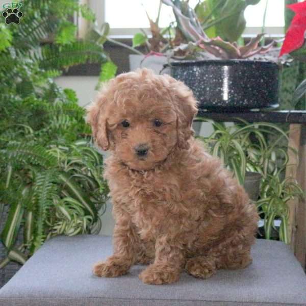 Priyah, Miniature Poodle Puppy