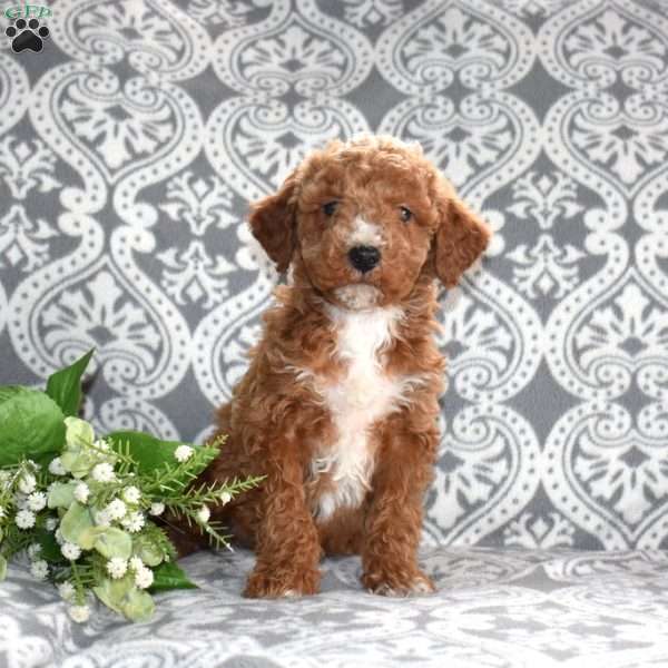 Professor, Mini Goldendoodle Puppy