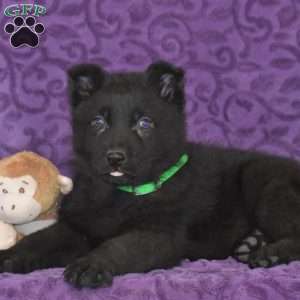 Quanrum, German Shepherd Puppy