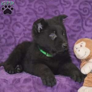 Quanrum, German Shepherd Puppy