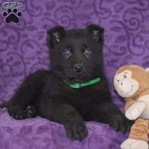 Quanrum, German Shepherd Puppy