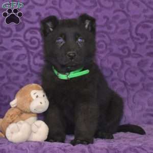 Quanrum, German Shepherd Puppy